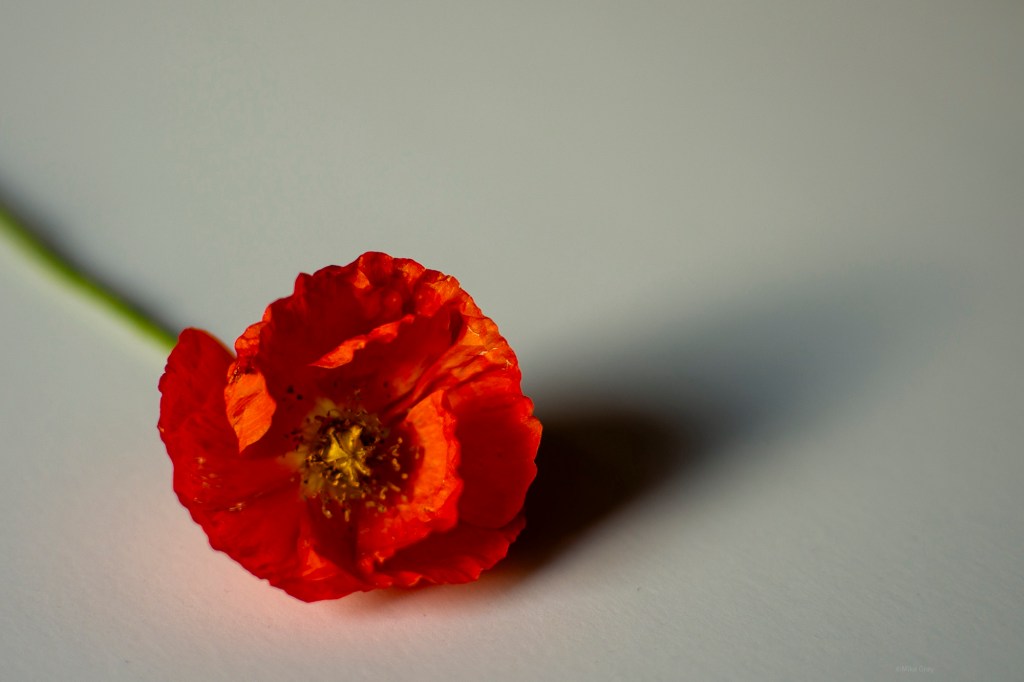 The Power of Flowers